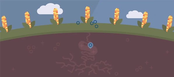 NManagement going to No til