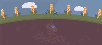 NManagement going to No til