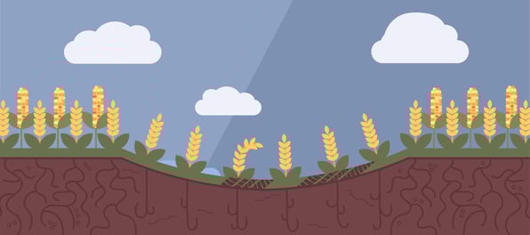 compacted soil with corn