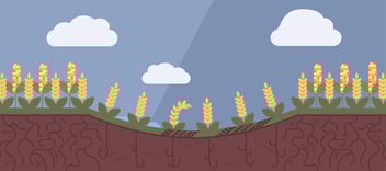 compacted soil with corn