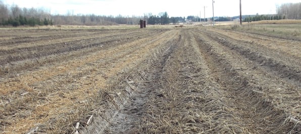 Contentional tillage field