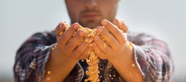 corn in hands