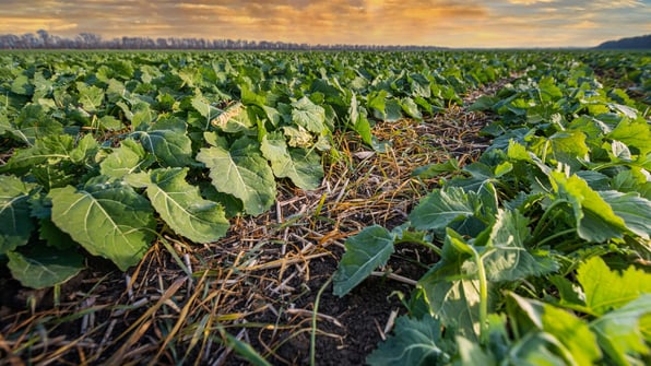 crop with covers in between