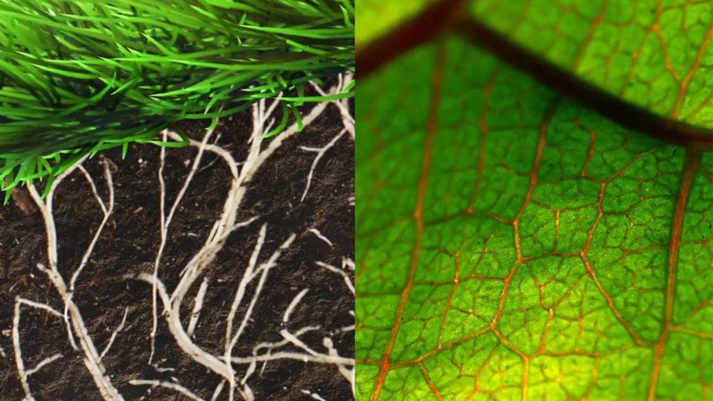 Juxta_Soil_Biologicals_banner