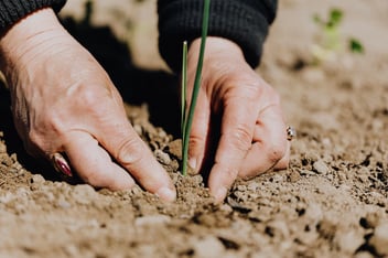 lady's hands in soil
