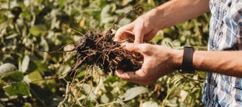 soil in hands