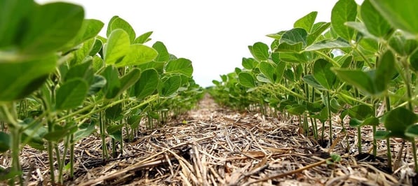 soybeans and straw 