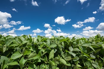 Soybeans