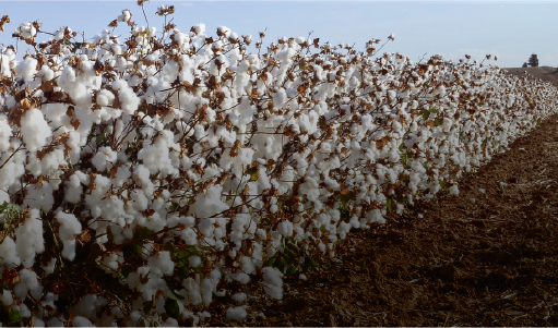 Cotton