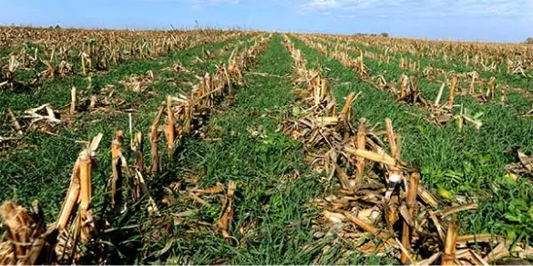 corn stubble and cover