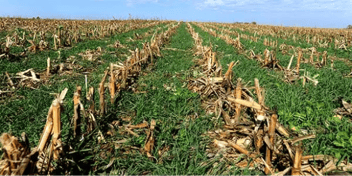 corn stubble and cover