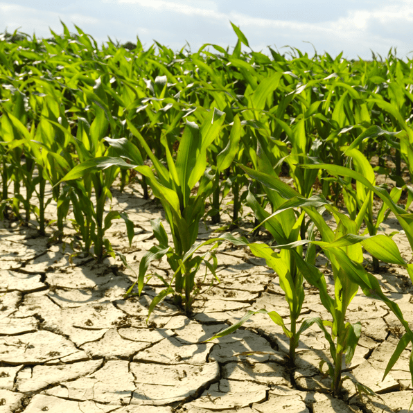 Drought in field