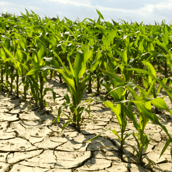 Drought in field