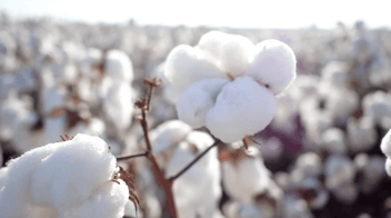 cotton