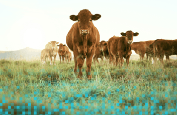 Photo: Cattle in field