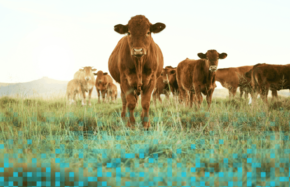 Photo: Cattle in field